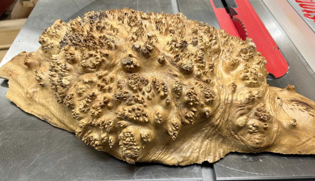 maple burl